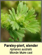 parsley-piert,slender (Mionán Muire caol)