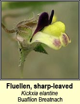 fluellen,sharp-leaved (buaflon Breatnach)