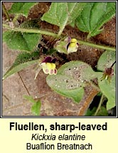 fluellen,sharp-leaved (buaflíon Breatnach)