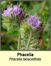 phacelia