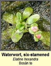 waterwort,six-stamened (bosán te)