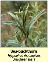 sea-buckthorn (draighean mara)