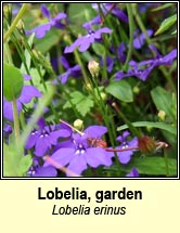 lobelia,garden