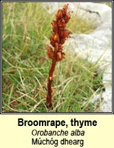 broomrape,thyme (mchg dhearg)