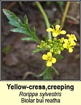 yellow-cress,creeping (biolar buí reatha)