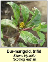 bur-marigold,trifid (scothóg leathan)