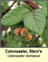 cotoneaster,Stern's