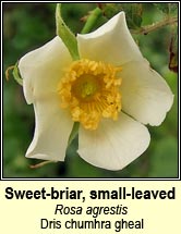 rose, sweet-briar,small-leaved (dris chumhra gheal)
