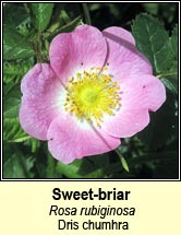 rose, sweet-briar (dris chumhra)
