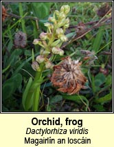 orchid,frog (magairln an loscin)