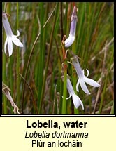 lobelia,water (plúr an locháin)