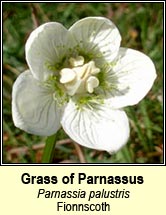 grass of parnassus (fionnscoth)