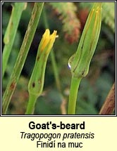 goat's-beard (finidí na muc)