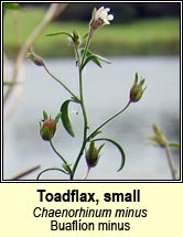 toadflax,small (buaflíon minus)