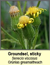 groundsel,sticky (grúnlas greamaitheach)