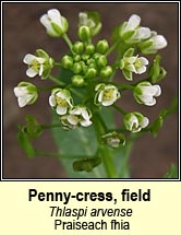 penny-cress,field (praiseach fhia)