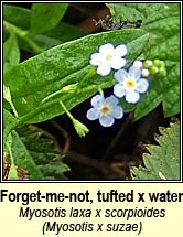 forget-me-not, water x tufted