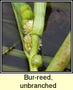 bur-reed,unbranched (rísheisc lom)