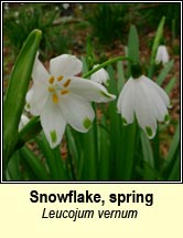 snowflake,spring