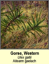 gorse,western (aiteann gaelach)