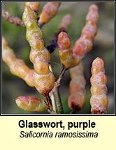 glasswort,purple