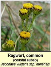 ragwort,common ssp dunensis