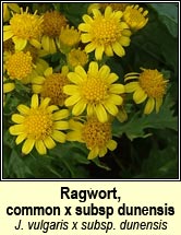 ragwort,common x ssp dunensis