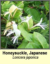 honeysuckle,Japanese