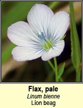 flax,pale (Líon beag)