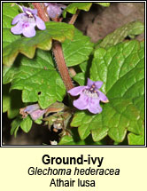 ground ivy (athair lusa)