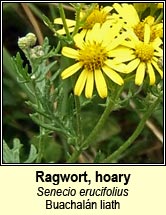 ragwort,hoary (Buachalán liath)