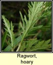 ragwort,hoary (Buachalán liath)