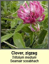clover,zigzag (Seamair sceabhach)