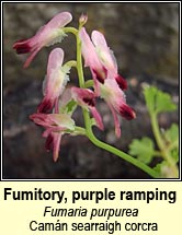 fumitory,purple ramping (Camán searraigh corcra)