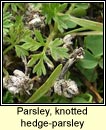 parsley, hedge-parsley,knotted (Lus na gcloch fuail)