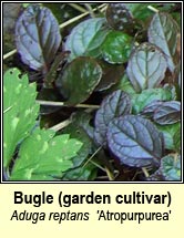 bugle, garden cultivar