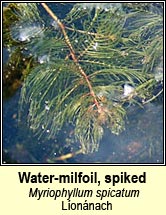 Water-milfoil,spiked (Líonánach)