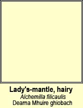 Ladys-mantle,hairy (Dearna Mhuire ghiobach)