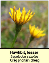 hawkbit,lesser (crg phortin bheag)