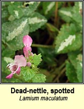 dead-nettle,spotted