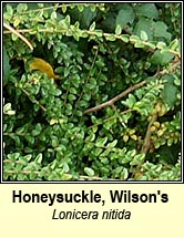 Honeysuckle, Wilson's