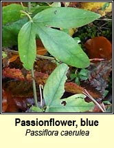 Passionflower, blue