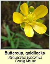 Buttercup, goldilocks (Gruaig Mhuire)