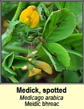 Medick, spotted (Meidic bhreac)