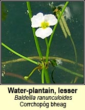 Water-plantain, lesser (Corrchopóg bheag)