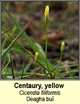 Centaury, yellow (Deagha buí)