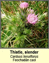 Thistle, slender (Deagha buí)