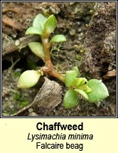Chaffweed (Falcaire beag)