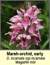 Marsh-orchid, early - ssp incarnata