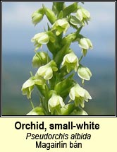 Orchid, small-white (Magairlín bán)